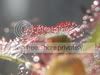 CSC_0179.jpg