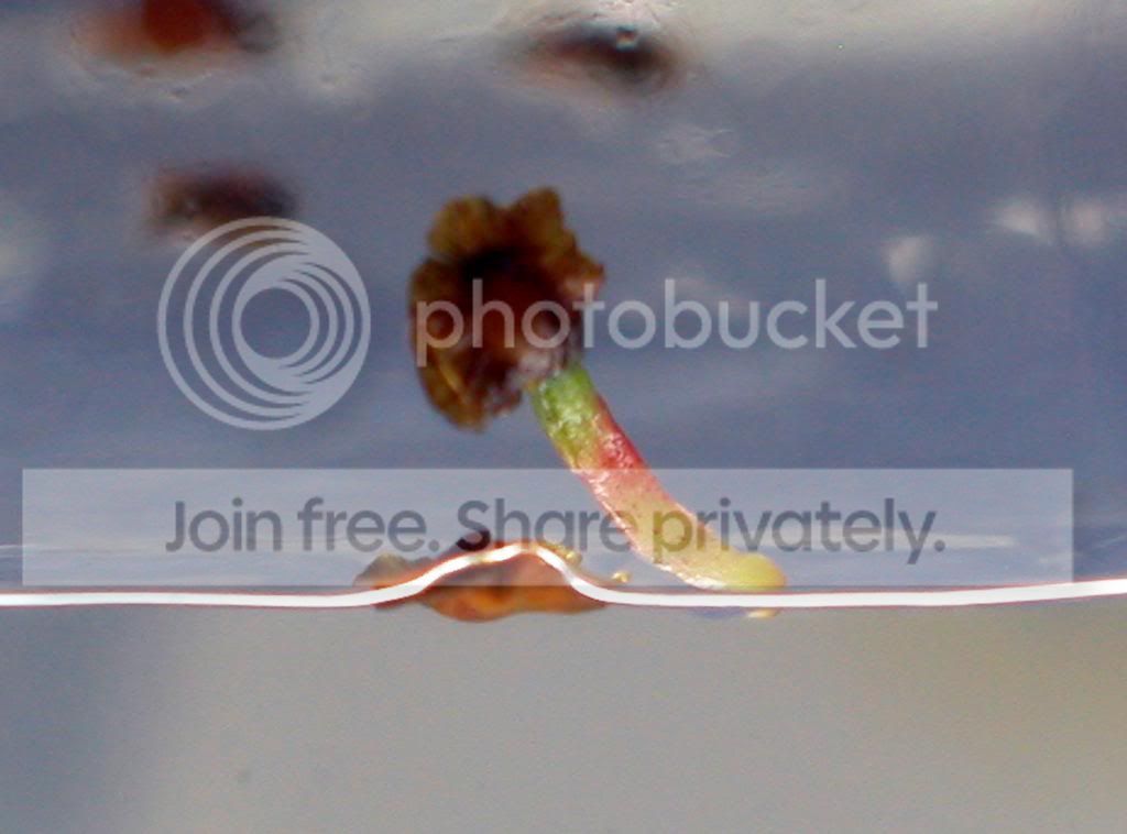 2013Pilosa_zps0b7ebbd3.jpg