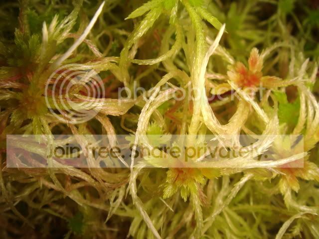 sphagnum_moss_cz3.jpg