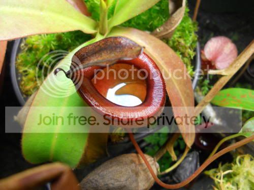 Njamban_3-24-12.jpg