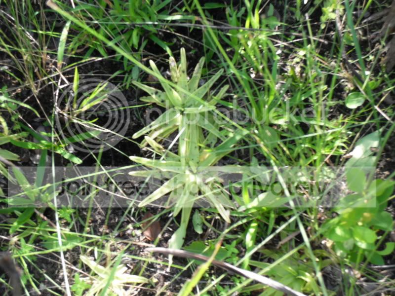 SDC10067.jpg