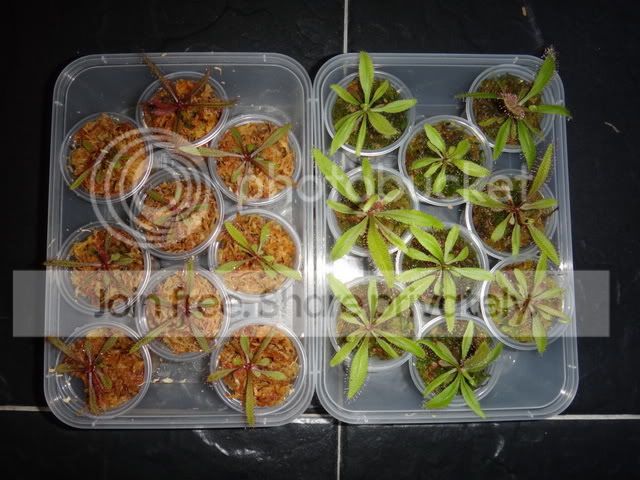 drosera_adelae_plantlets_transplant.jpg