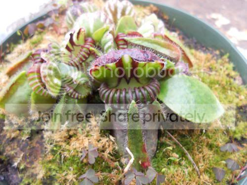 cephalotus_3-17-12.jpg