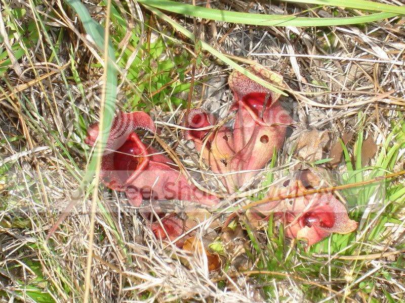Apalachicola025.jpg