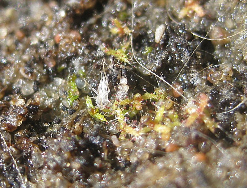 seedtrayindica01smallcrop.jpg