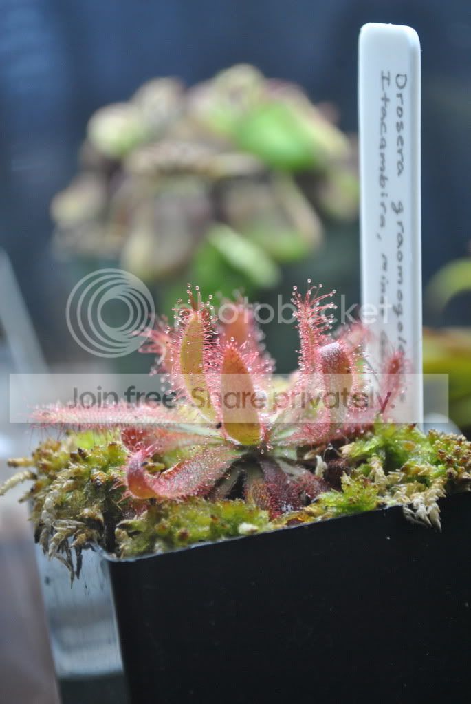 Drosera026.jpg