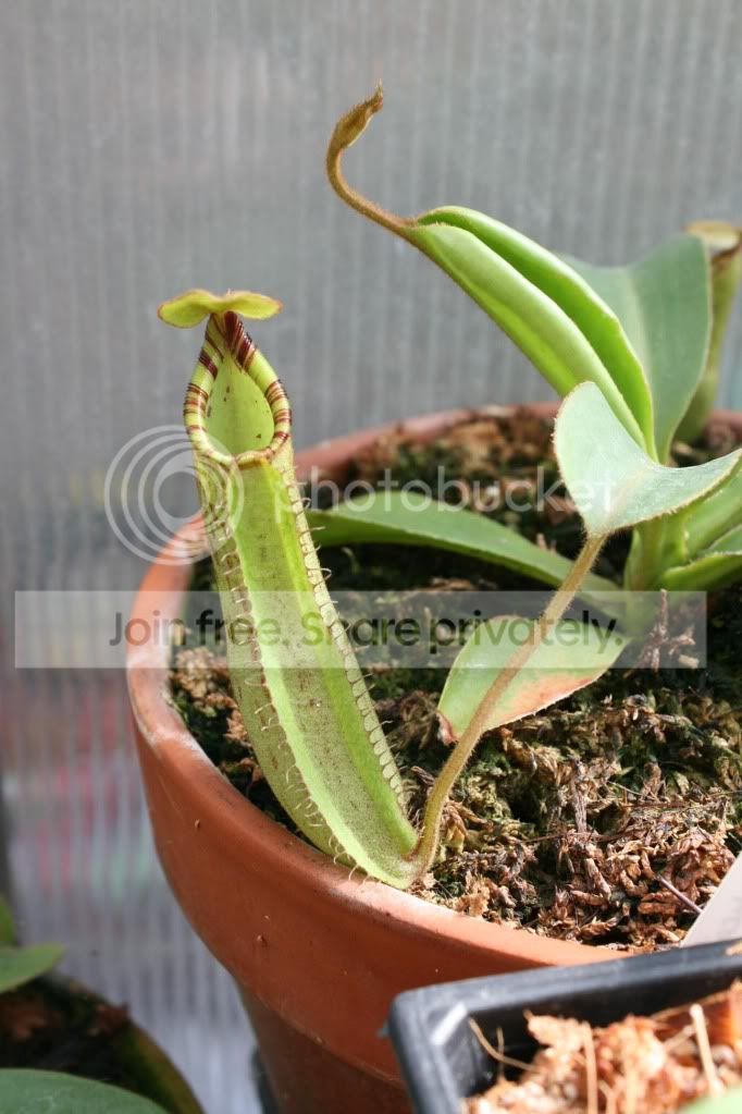 spectxtruncata.jpg
