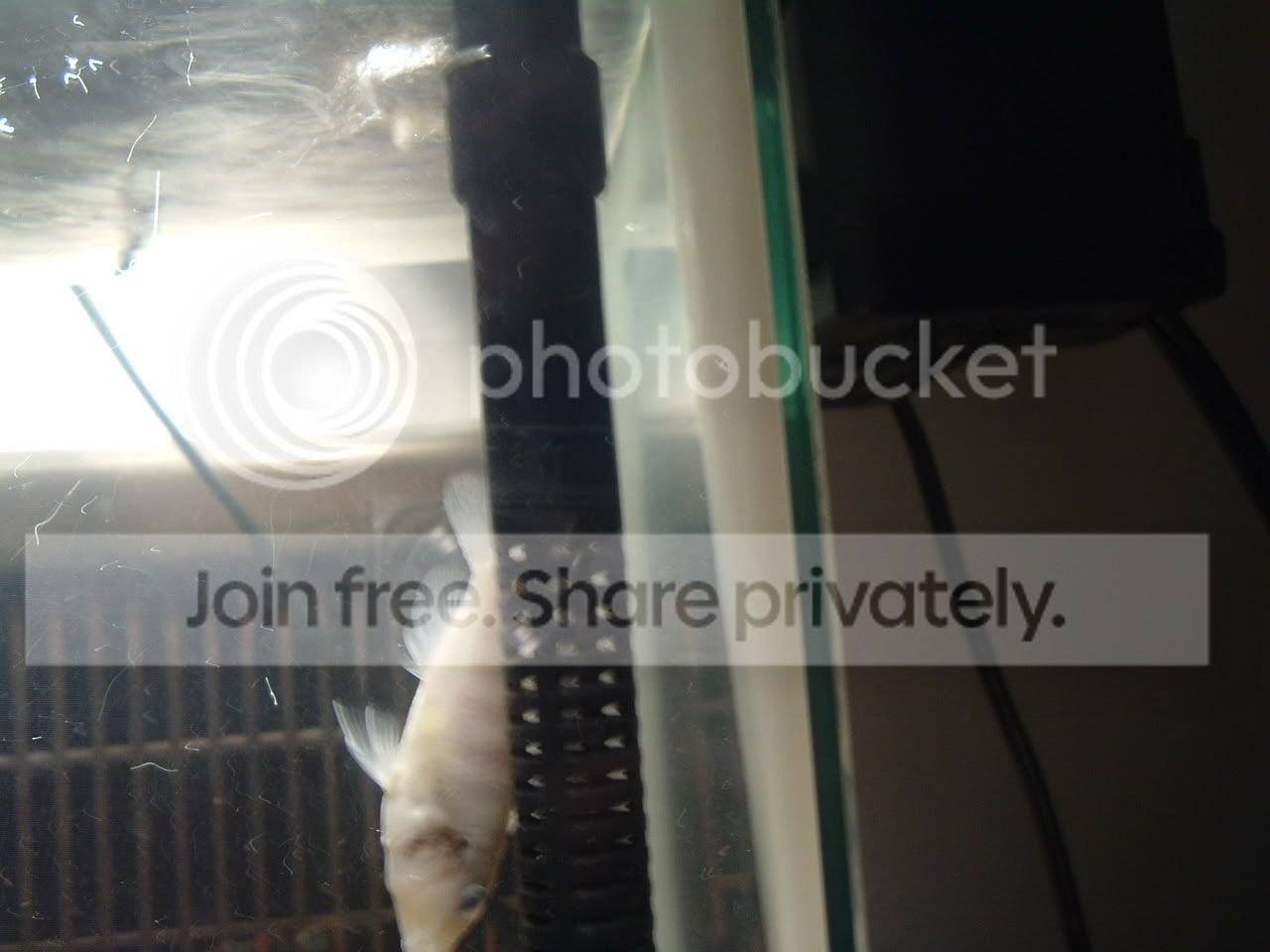 fishdeath2.jpg