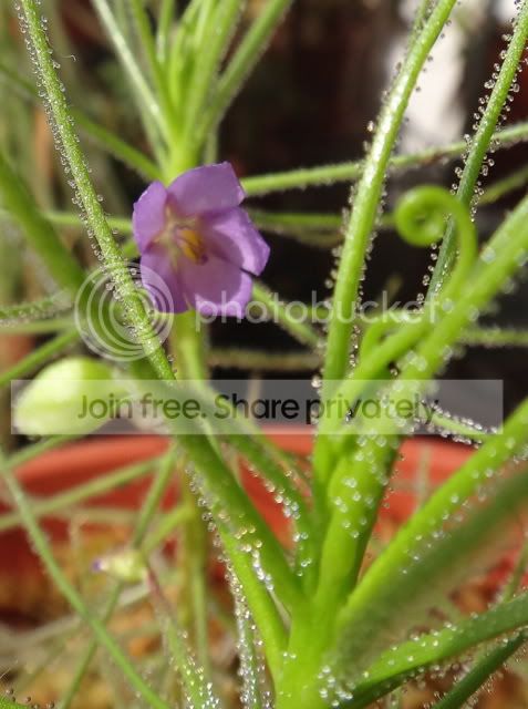 byblis_aquatica_flower_half_open.jpg