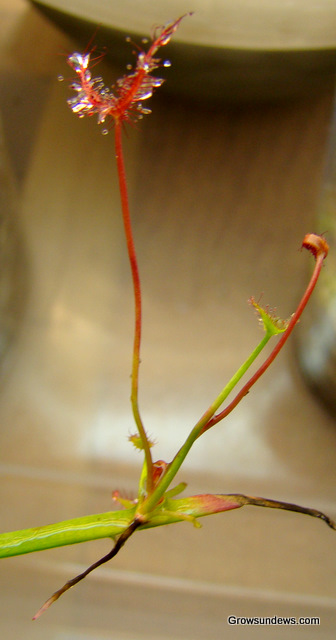 Binata_leaf_cutting_root.JPG
