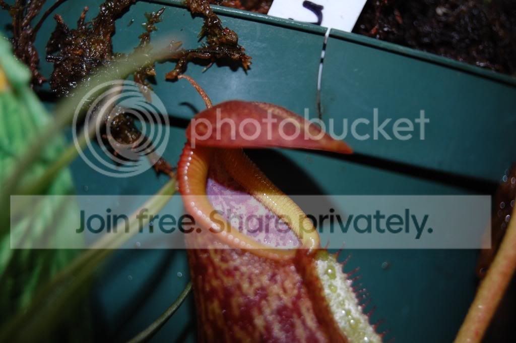 DSC_0401.jpg
