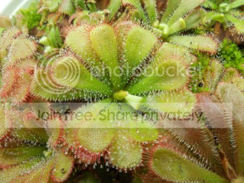 Daliceae_2-9-12.jpg