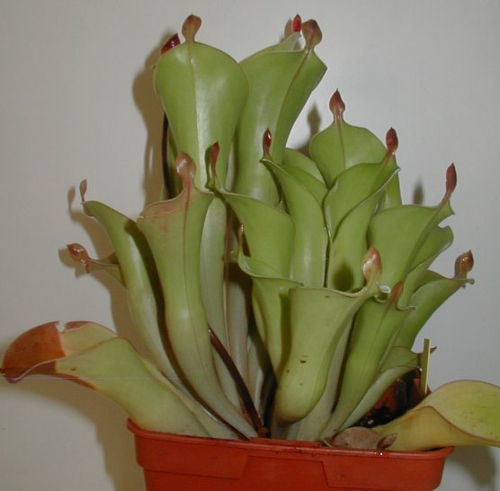 chim09.JPG