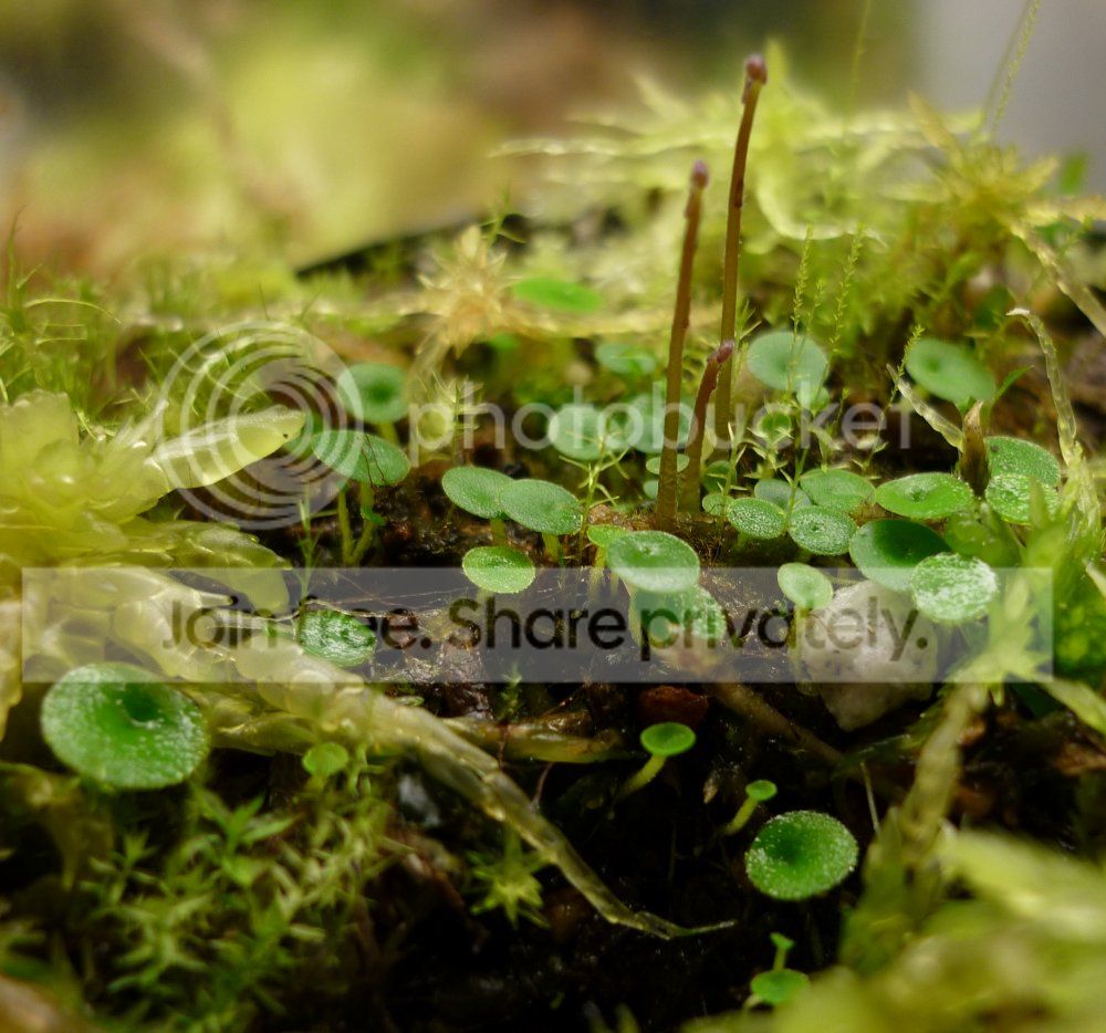 Upubescensfoliageside010213RS_zpsd254b02d.jpg