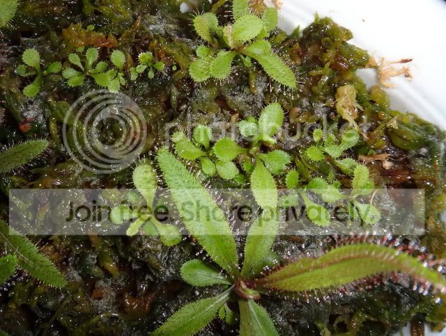 drosera_adelae_plantlets.jpg
