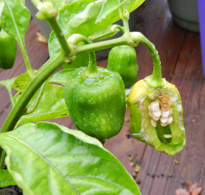 hornworm-damage-1.jpg