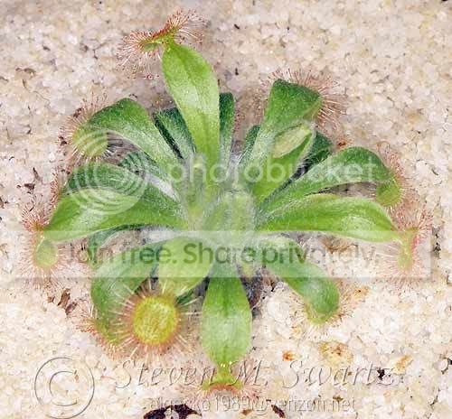 Dordensis.jpg