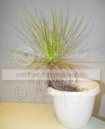 dewypine.jpg
