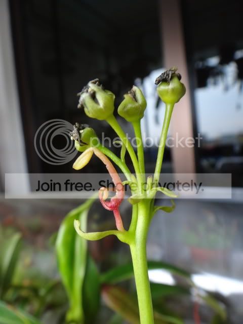 B52_flower_stalk.jpg