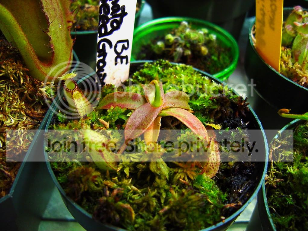 MacroHamata003.jpg