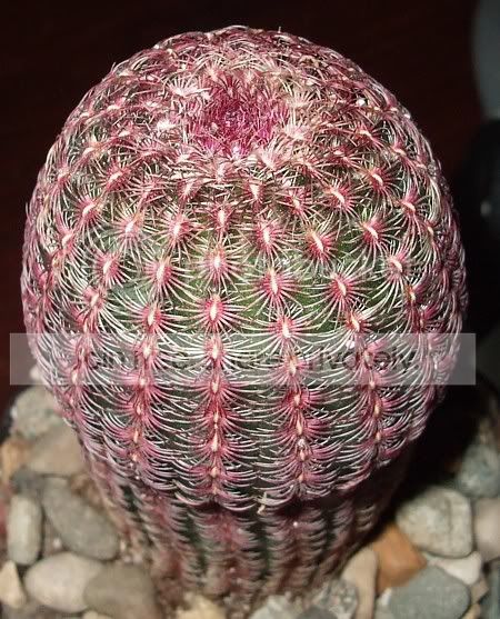 cactuspics08003.jpg