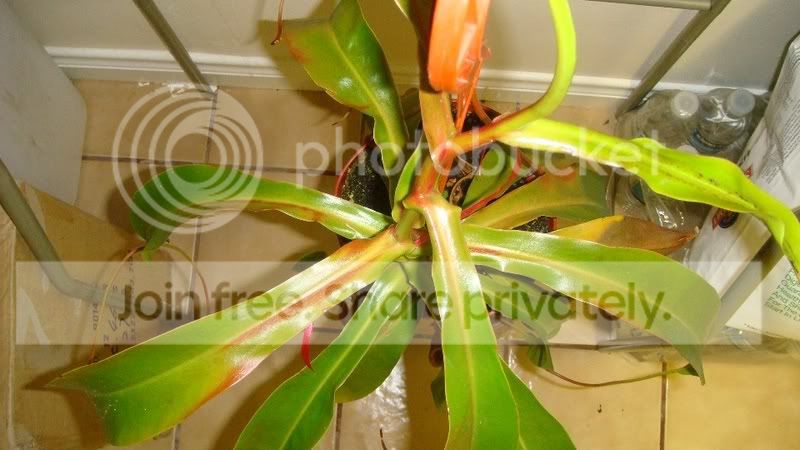 Ventrata1.jpg