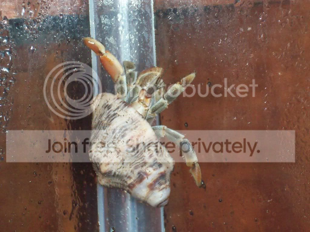 hermitcrabs044.jpg