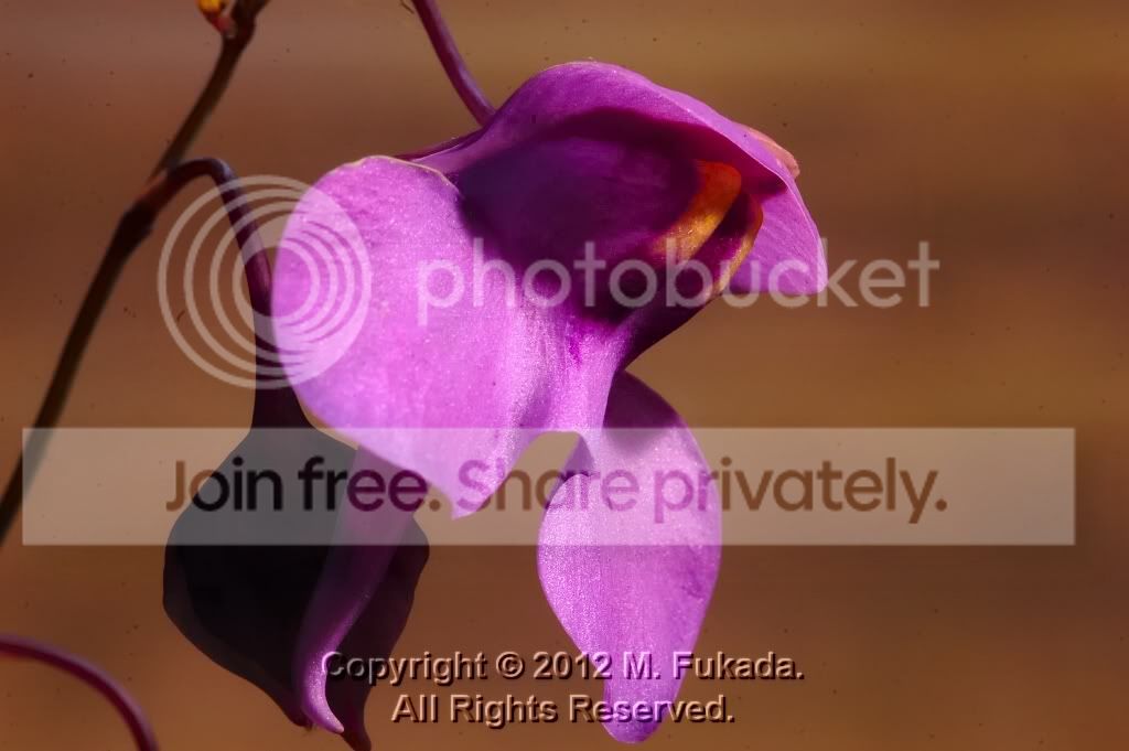 DSC_00280009_hf.jpg