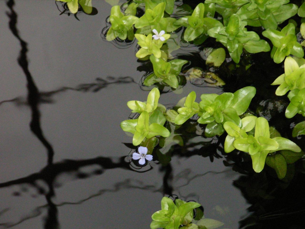 lemon-bacopa-caroliniana.jpg