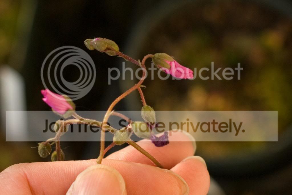 IMGP7958_zps62fa5d38.jpg