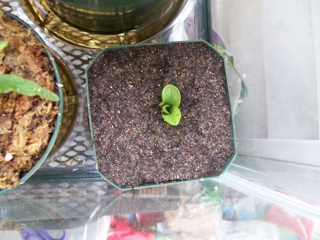 Lutea1.jpg