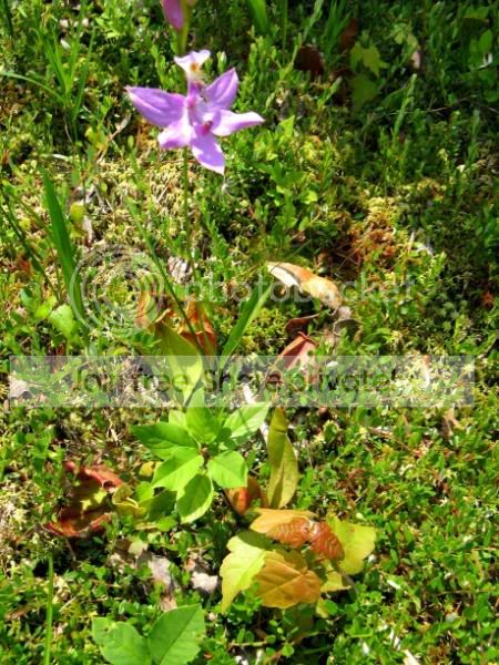 orchid2.jpg