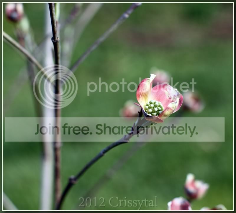 red-dogwood-yas50f14_hf.jpg
