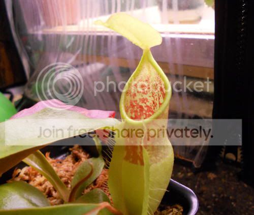 Nsmilesii_4-18-11.jpg