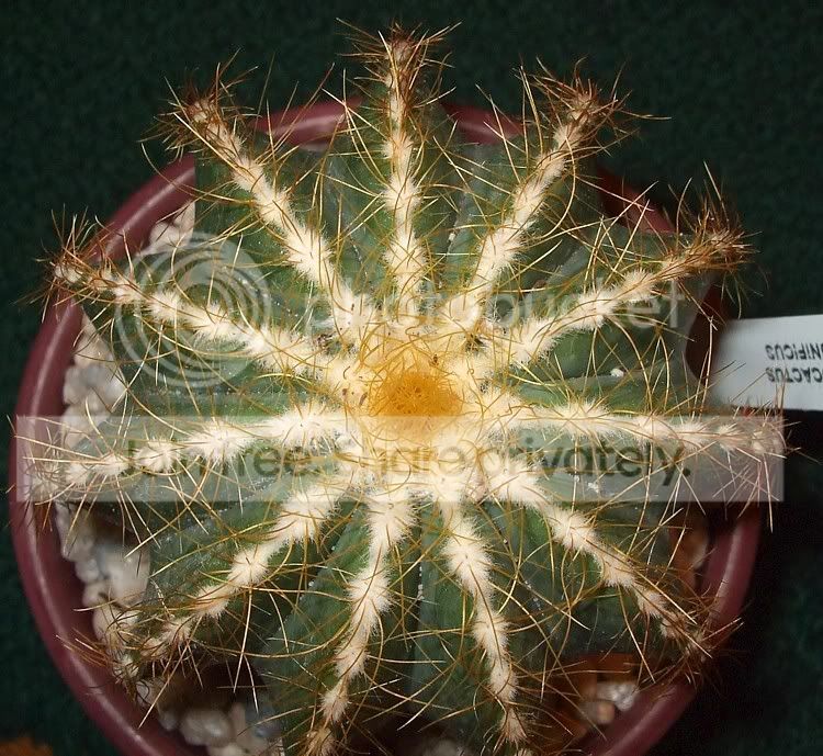 Newcacti003.jpg