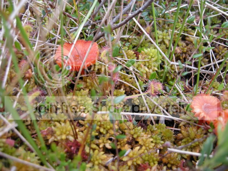 DSCN6153.jpg