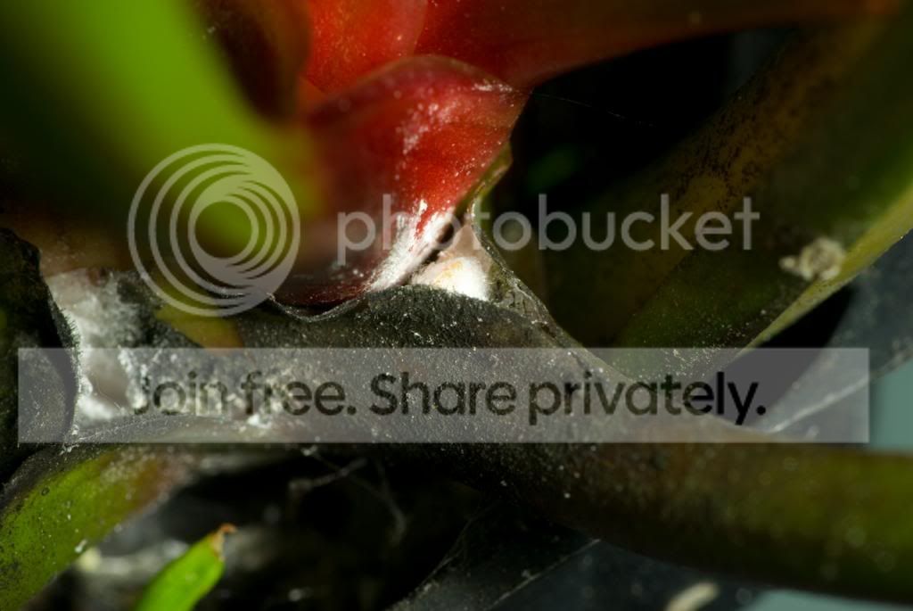 IMGP6115_zpsb0e26ec8.jpg