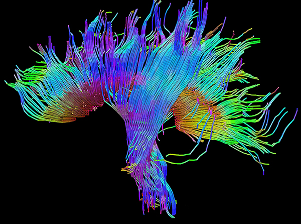 BioArt_2015_Xiawei-Ou.jpg