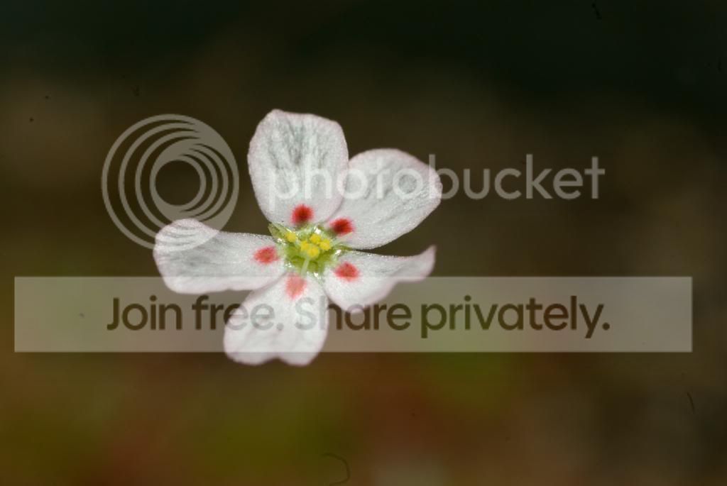IMGP7398_zpsb23cc7f9.jpg