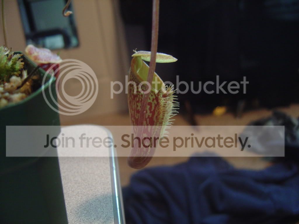 Talangensisintermediatepitcher004.jpg