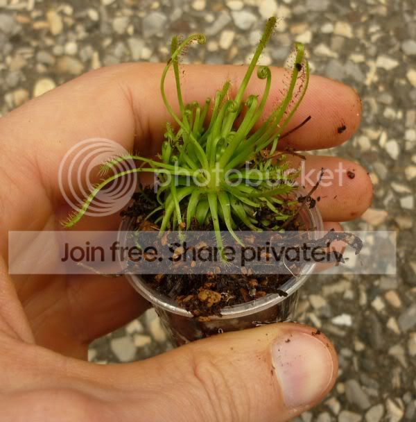 Dxhybridanasc042911RS.jpg