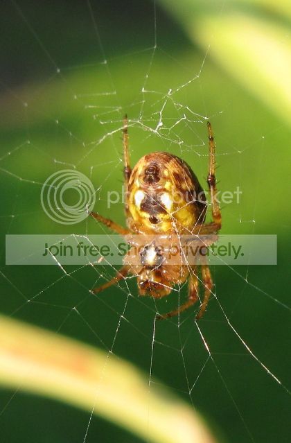 IMG_9914-spider-onNepenthes-August-10-2012.jpg