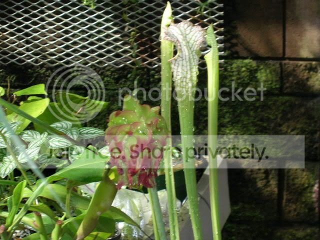 DSCN0276.jpg