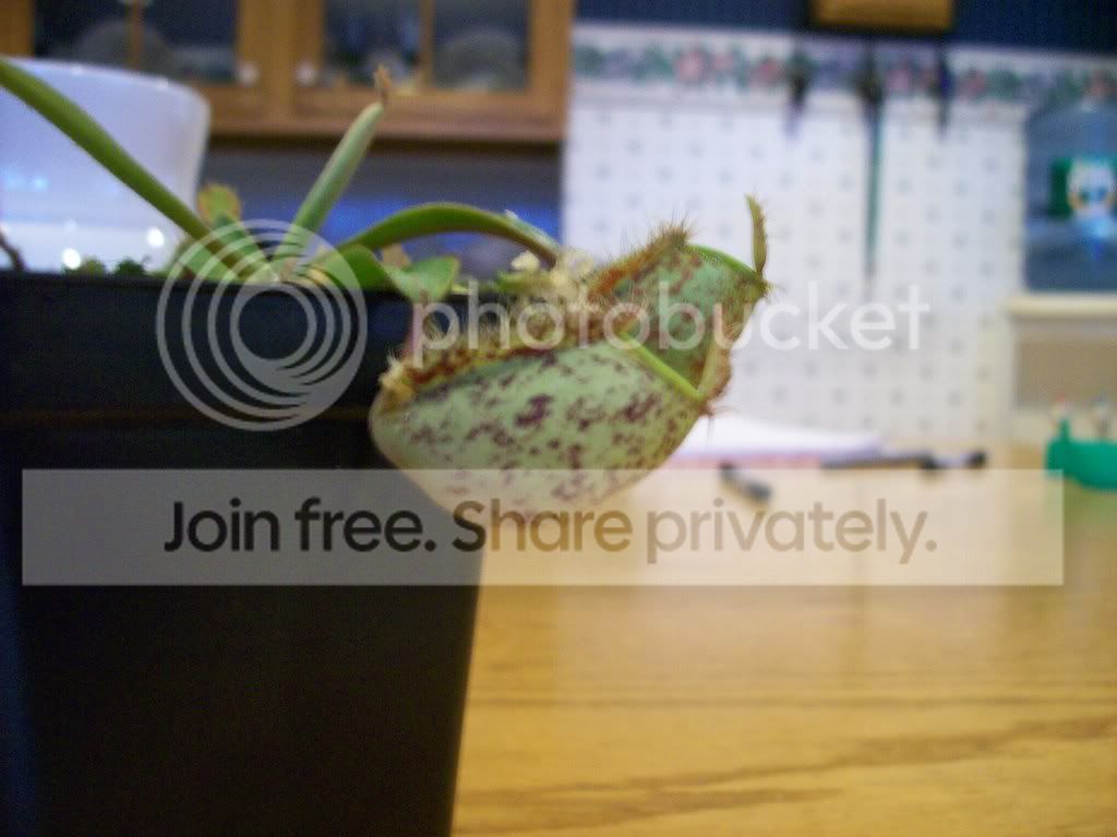plants009.jpg