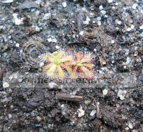 Dtrinerva_10-27-11.jpg