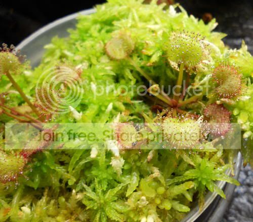 Dprolifera_10-29-10.jpg