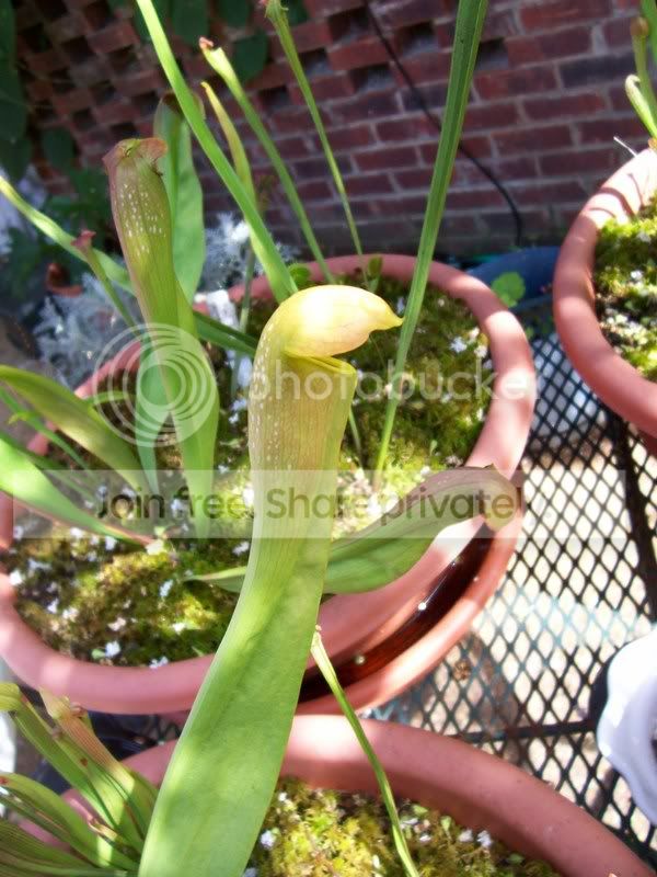 PitcherPlants007.jpg
