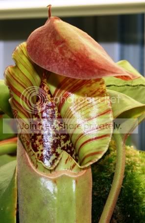 TRUNCATA.jpg