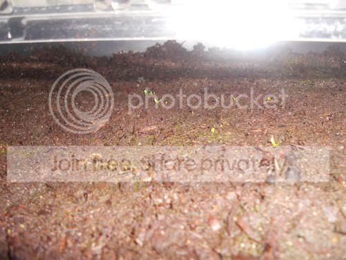 VFT-seedlings_6-21-11.jpg
