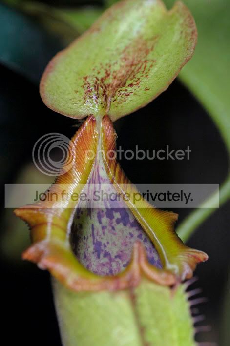 Truncata2.jpg